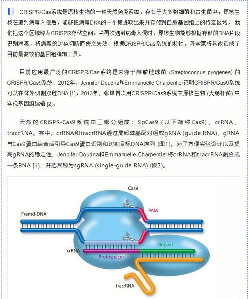 基因编辑需要什么设备？(sgrnacas9怎么在win7下使用)-图2