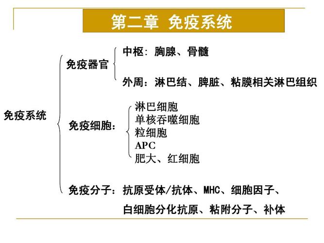 人体免疫系统有哪三个组成部分，各部分又包括哪些组成？（免疫器官包括哪些）-图1