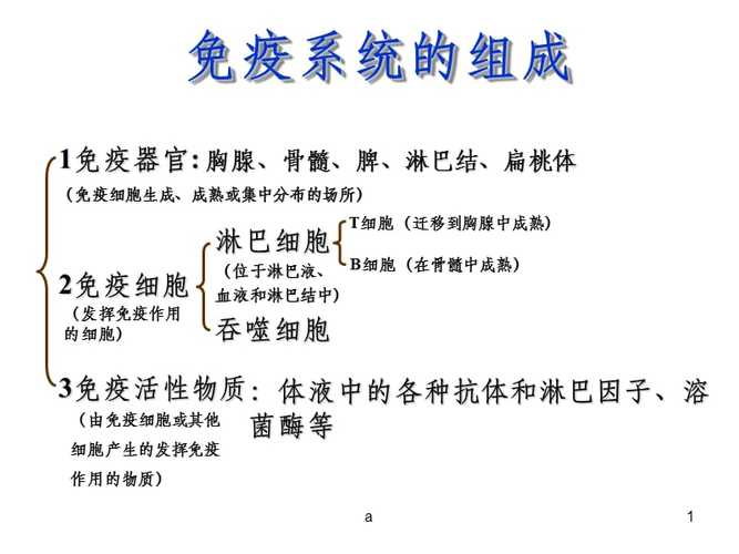 人体免疫系统有哪三个组成部分，各部分又包括哪些组成？（免疫器官包括哪些）-图2