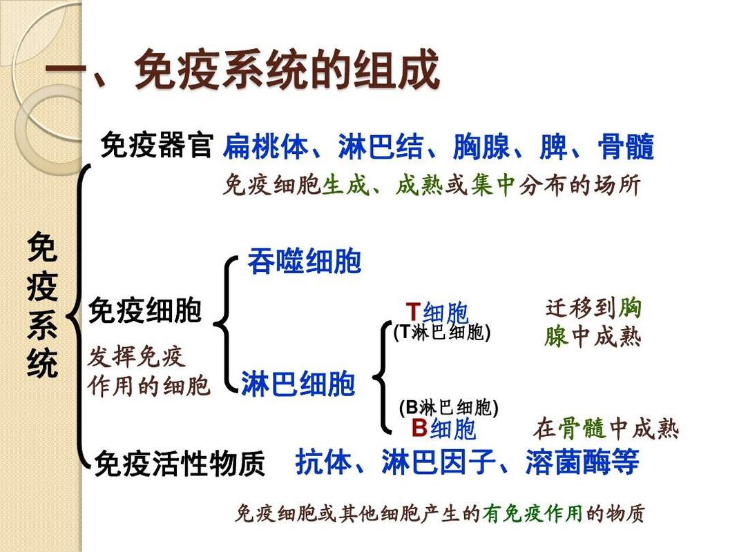 人体免疫系统有哪三个组成部分，各部分又包括哪些组成？（免疫器官包括哪些）-图3