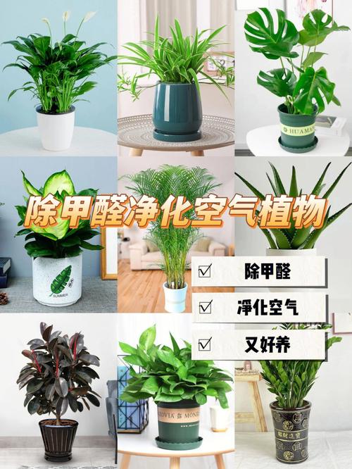 十大除甲醛植物排行榜？（吸甲醛的绿植有哪些）