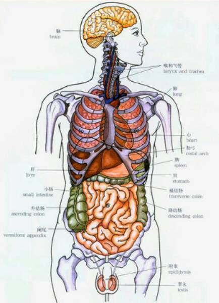 人身体上都有哪些器官？（器官有哪些）-图3