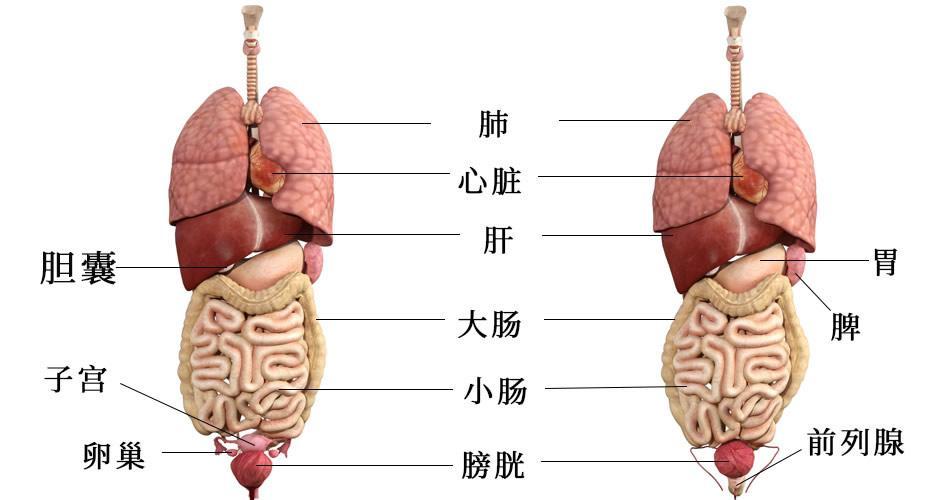 五脏六腑的具体部位？（人体有哪些器官）-图3