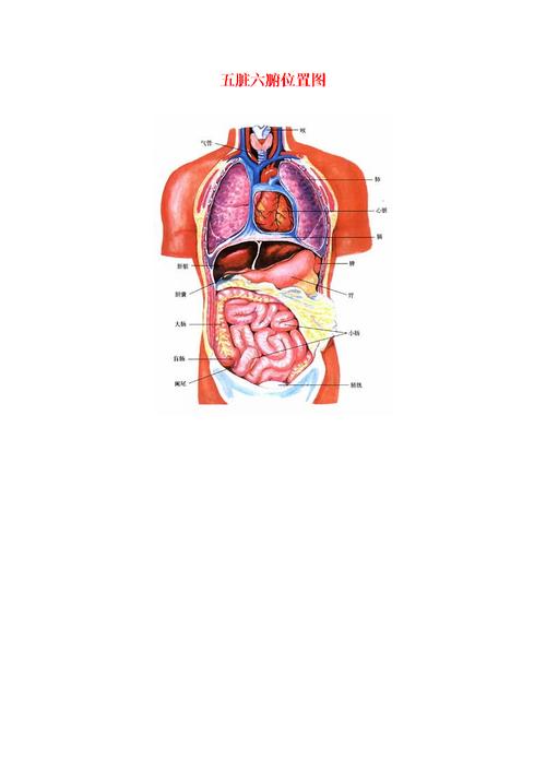 五脏六腑的具体部位？（人体有哪些器官）