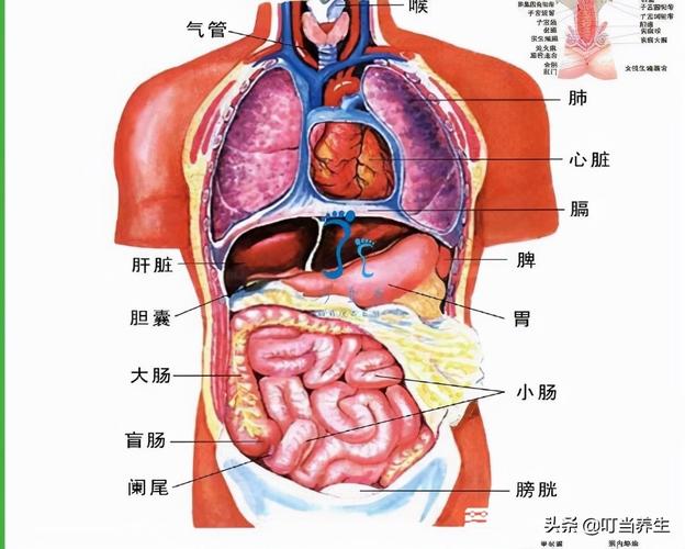 五脏六腑的具体部位？（人体有哪些器官）-图2