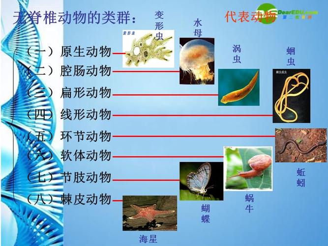 不属于无脊椎的动物？（无脊椎动物有哪些种类）-图3