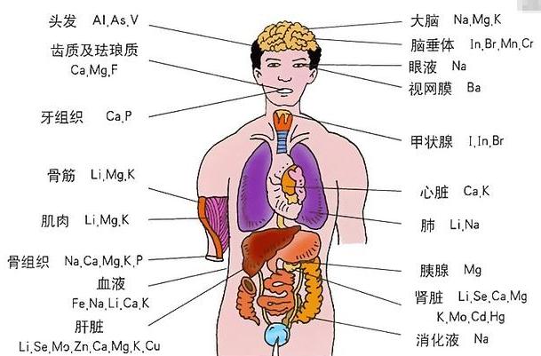 人体内部器官？（人的器官有哪些）-图3