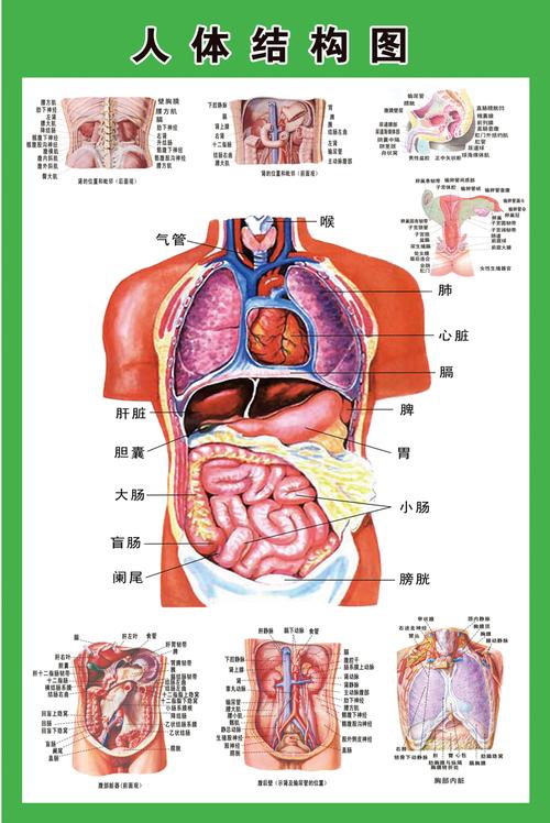 人体内部器官？（人的器官有哪些）-图1