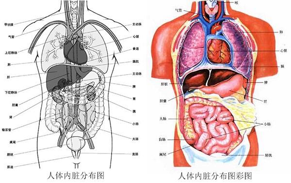 人体内部器官？（人的器官有哪些）-图2