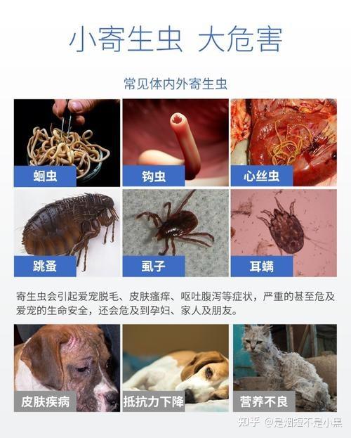 猫身上有什么寄生虫？（猫身上有哪些寄生虫）