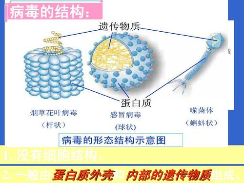 病毒由蛋白质和什么构成？（病毒的致病机制有哪些）-图1