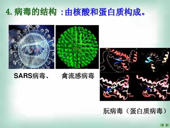 病毒由蛋白质和什么构成？（病毒的致病机制有哪些）-图2