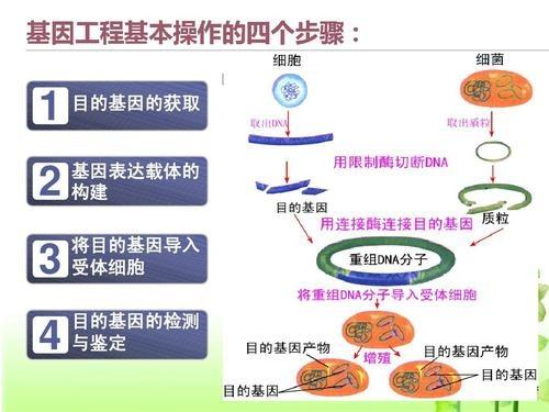 目的基因检测与鉴定的方法有哪些？（基因检测有哪些）-图2