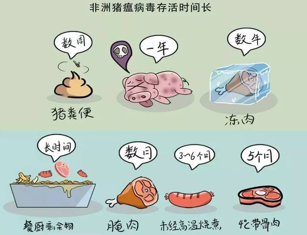 非瘟病毒在各种环境的存活时间？（非洲有哪些病毒）-图2