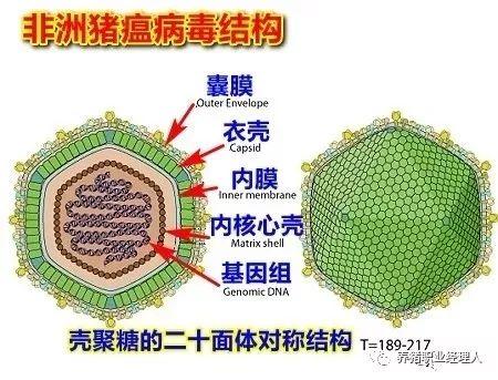 非瘟病毒在各种环境的存活时间？（非洲有哪些病毒）-图3