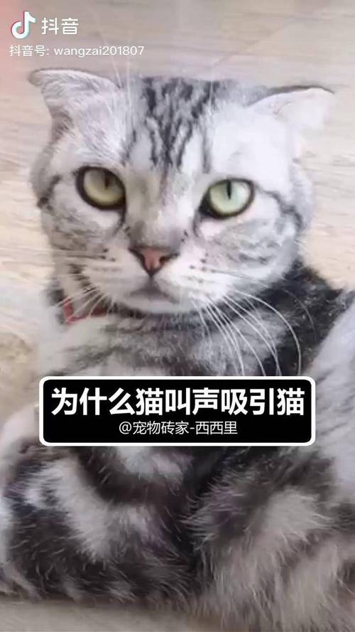 七种猫叫声含义？（猫的叫声有哪些）