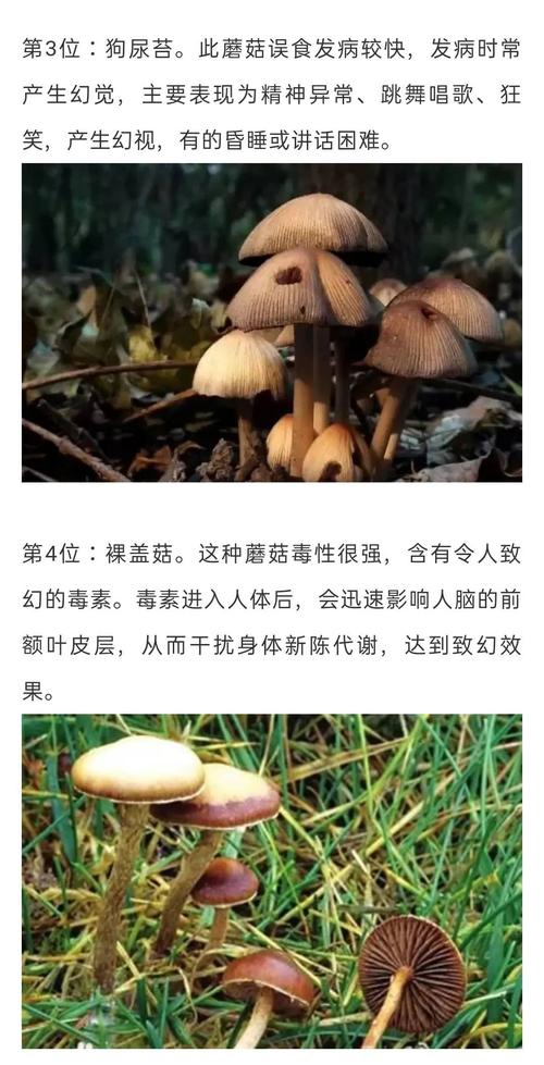 有毒菌类植物有多少种？（哪些菌类有毒）