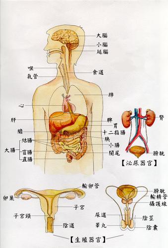 人体可以再生的5个器官？（哪些器官可以再生）