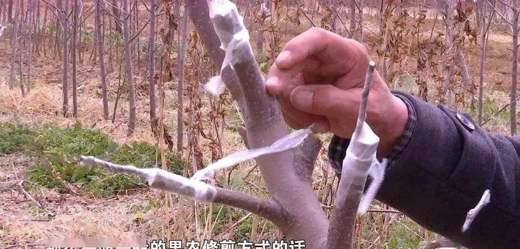 水果树能嫁接什么？（嫁接水果有哪些）-图2