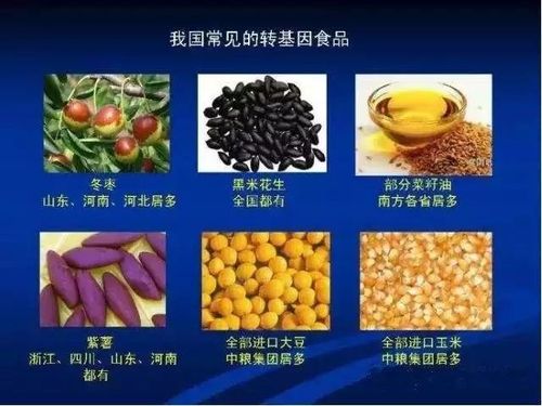 转基因食物有那些？（哪些食物是转基因）-图3