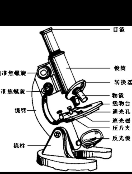 显微镜各部分名称？（显微镜有哪些）