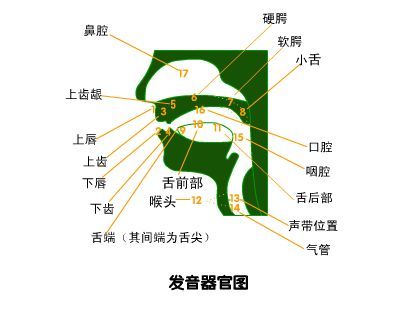 听的押韵字？（人的发音器官有哪些）-图2