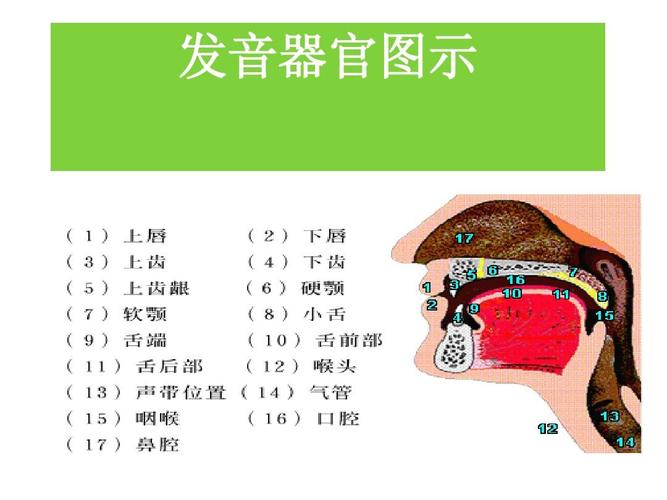 听的押韵字？（人的发音器官有哪些）-图3