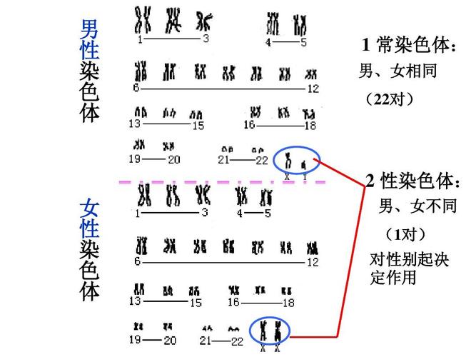 伴性遗传和常染色体显性、隐性遗传还有性染色体的显性、隐性遗传有什么区别啊？（常显有哪些）-图2