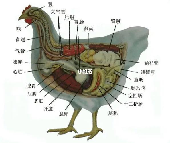 鸡耷拉尾巴是什么原因？（母鸡内脏有哪些）