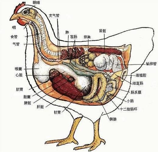 鸡耷拉尾巴是什么原因？（母鸡内脏有哪些）-图3