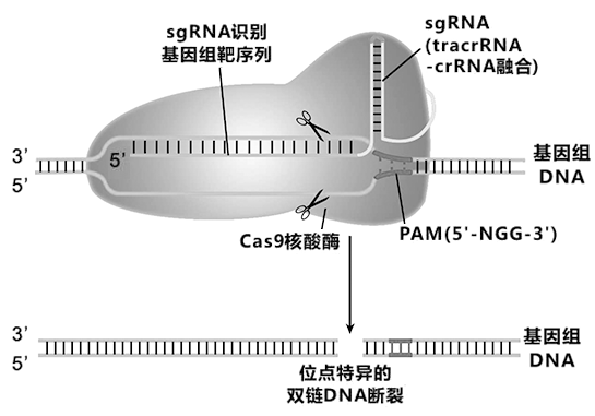 诺灵基因是基因编辑么？（基因编辑治疗哪些疾病）-图3