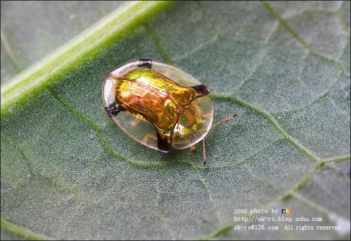 黄金龟甲虫多贵？（世界上哪些甲虫超贵）