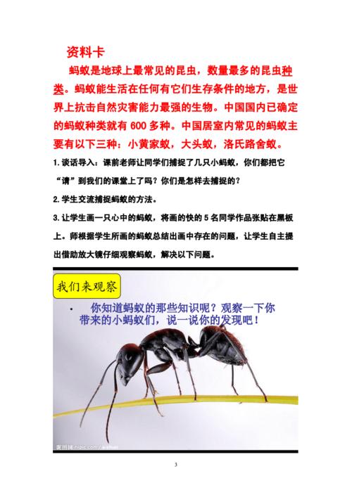 蚂蚁对人类有有什么作用？（研究蚂蚁对人类生活有哪些用处）