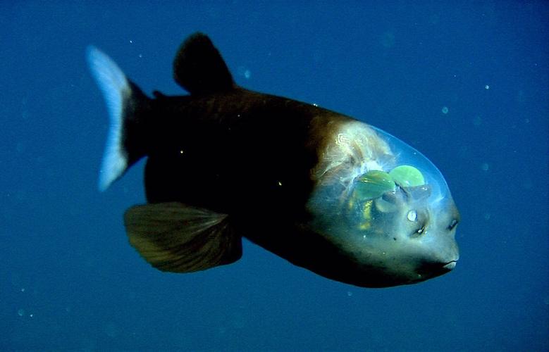 深海有哪些生物？（深海有哪些生物）