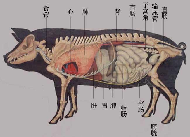 猪的内脏器官名称及其作用？（猪身上的器官有哪些）