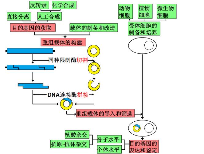 基因工程包括了哪几种技术？（基因技术有哪些）