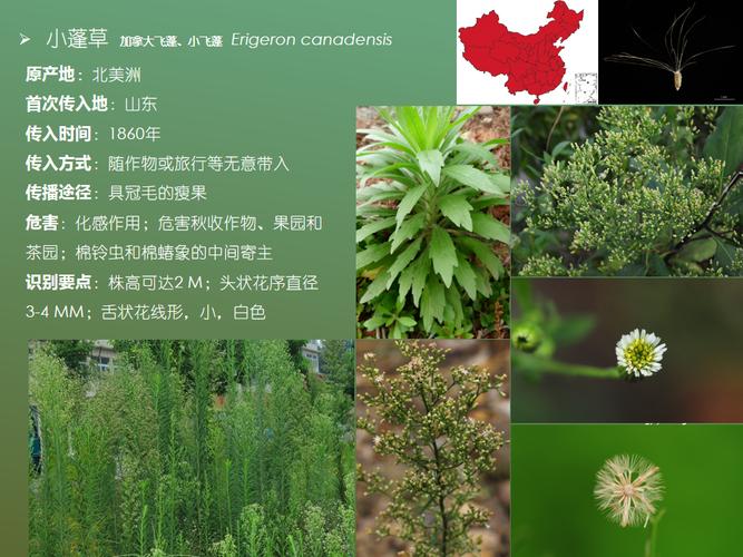 入侵植物有哪些？（哪些是生物入侵）-图1