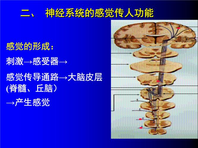 生命体分为那几类？（生命体有哪些）-图2