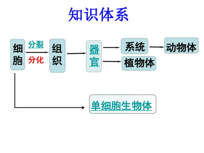 生命体分为那几类？（生命体有哪些）-图3