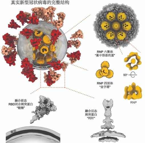 病毒在现代生物技术中的应用有哪些？（病毒技术有哪些）-图2