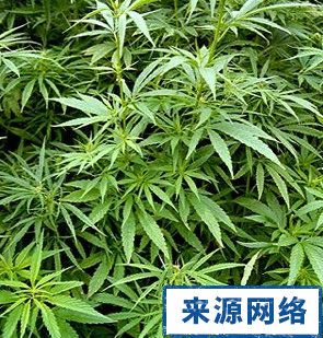 麻叶是什么？（大麻有哪些）-图1