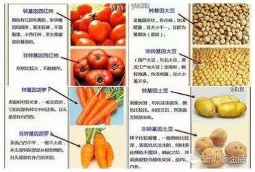 哪些食物是转基因食物？（有哪些食物是转基因）-图3