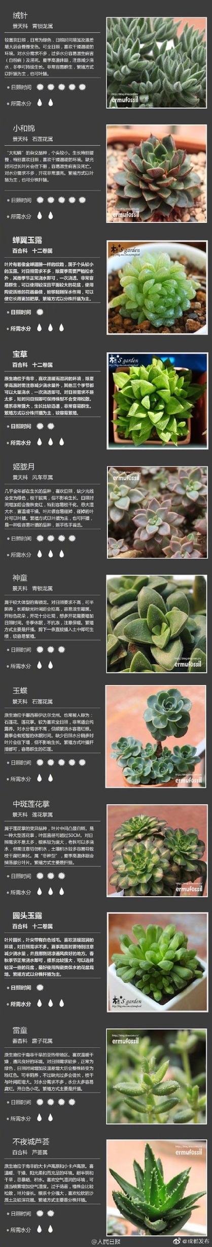 多肉是什么科属的植物？（多肉植物有哪些科）-图2