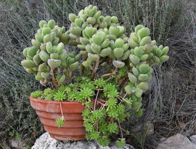 多肉是什么科属的植物？（多肉植物有哪些科）-图3