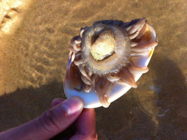 有5个触手的海边生物，中间像一个龟壳？（海边有哪些生物）