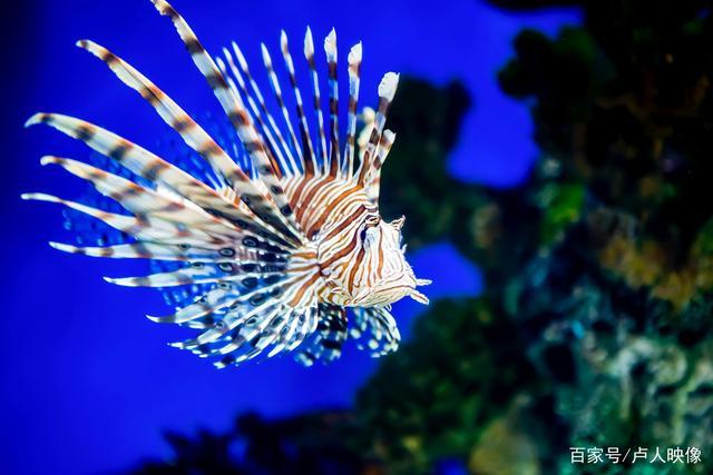 海底世界生物的特点？（海底动物的哪些特点）-图1