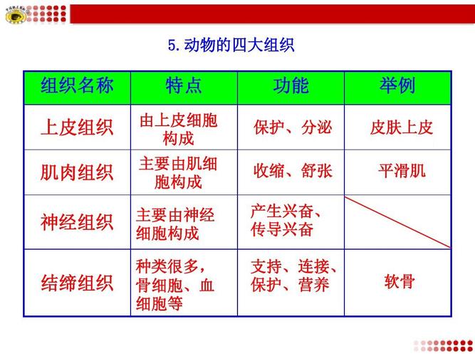 动植物的四大组织？（动物植物哪些组织）