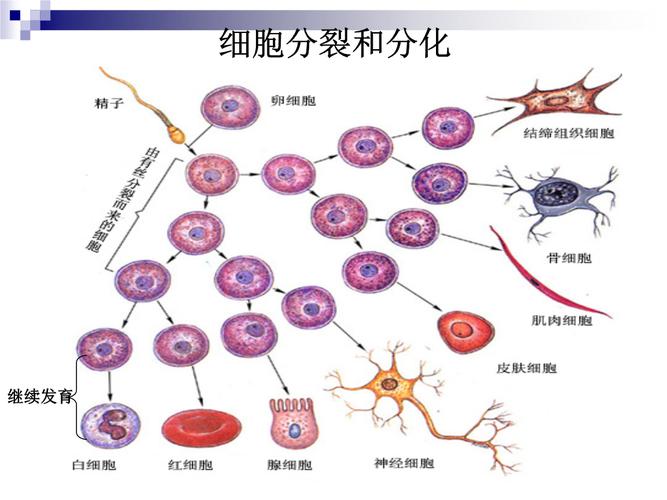 动植物的四大组织？（动物植物哪些组织）-图2