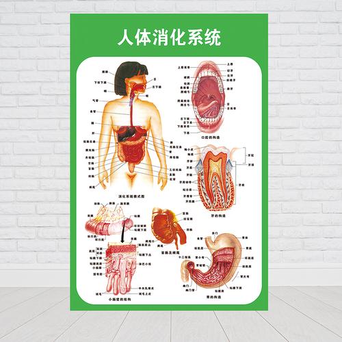 人体的九大系统是什么呢？（人有哪些系统）-图2