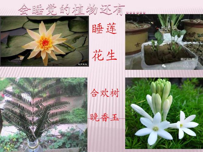 植物有哪些会睡眠？（哪些植物怎么睡觉）-图1